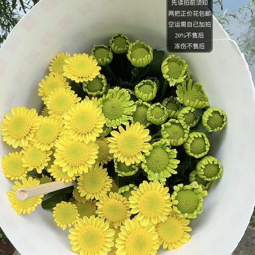 抹茶+太阳神混色小菊10支  两链接包邮