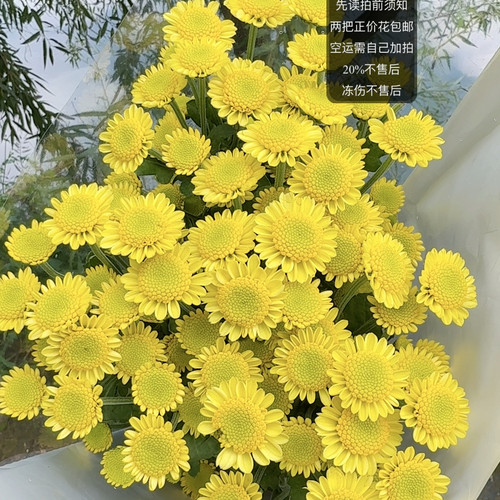 太阳神小菊  两链接包邮