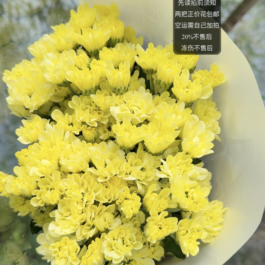 奶呼呼  南农芝士小菊  两链鲜花速递(同城)