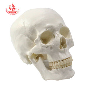 。人体自然大头骨模型6颅款可选口腔美术雕塑整形医用标准教学头
