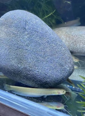 越鲶冷水观赏鱼山坑原生态耐活原生溪鱼黄金招财小山鲶鱼稀有好养