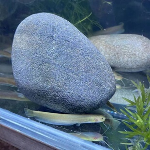 越鲶冷水观赏鱼山坑原生态耐活原生溪鱼黄金招财小山鲶鱼稀有好养