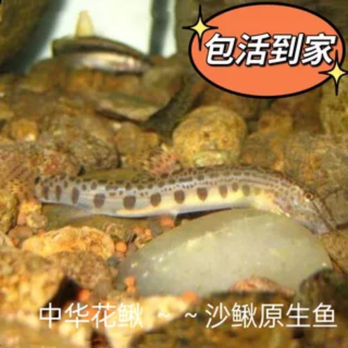 好养耐活原生鱼吃残渣清道夫淡水