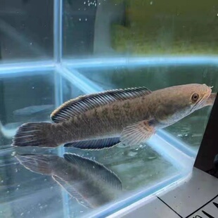 观赏七星鱼彩虹雷龙冷水鱼淡水鱼活体凶猛山斑鱼花星鱼点称鱼耐养