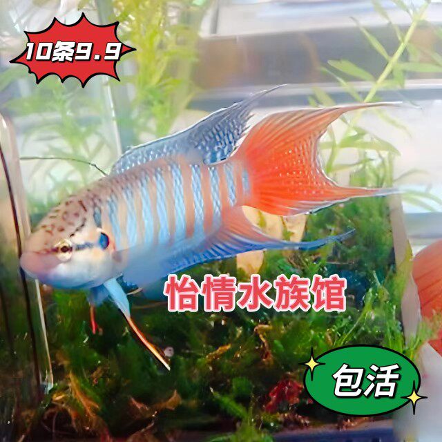 好养斗鱼好养耐养中国斗鱼淡水