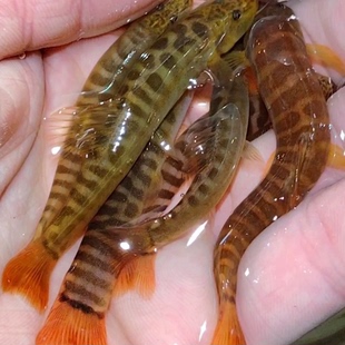 原生态红尾副鳅横纹南鳅冷水淡水观赏鱼清洁工具鱼稀有底沉溪流鱼