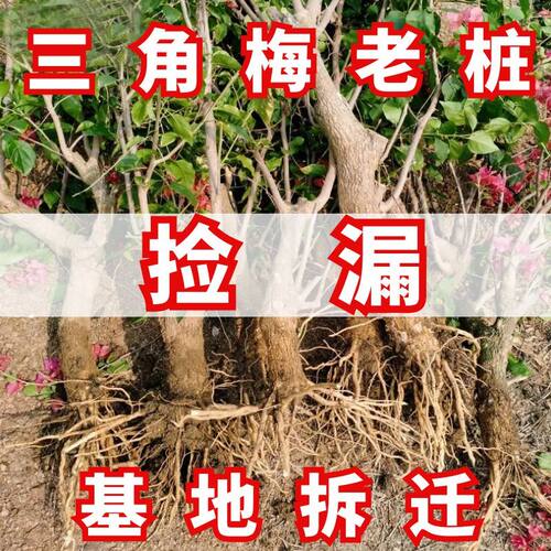 新疆包邮三角梅原生老桩庭院阳台多色四季红四季开 花勤花品种