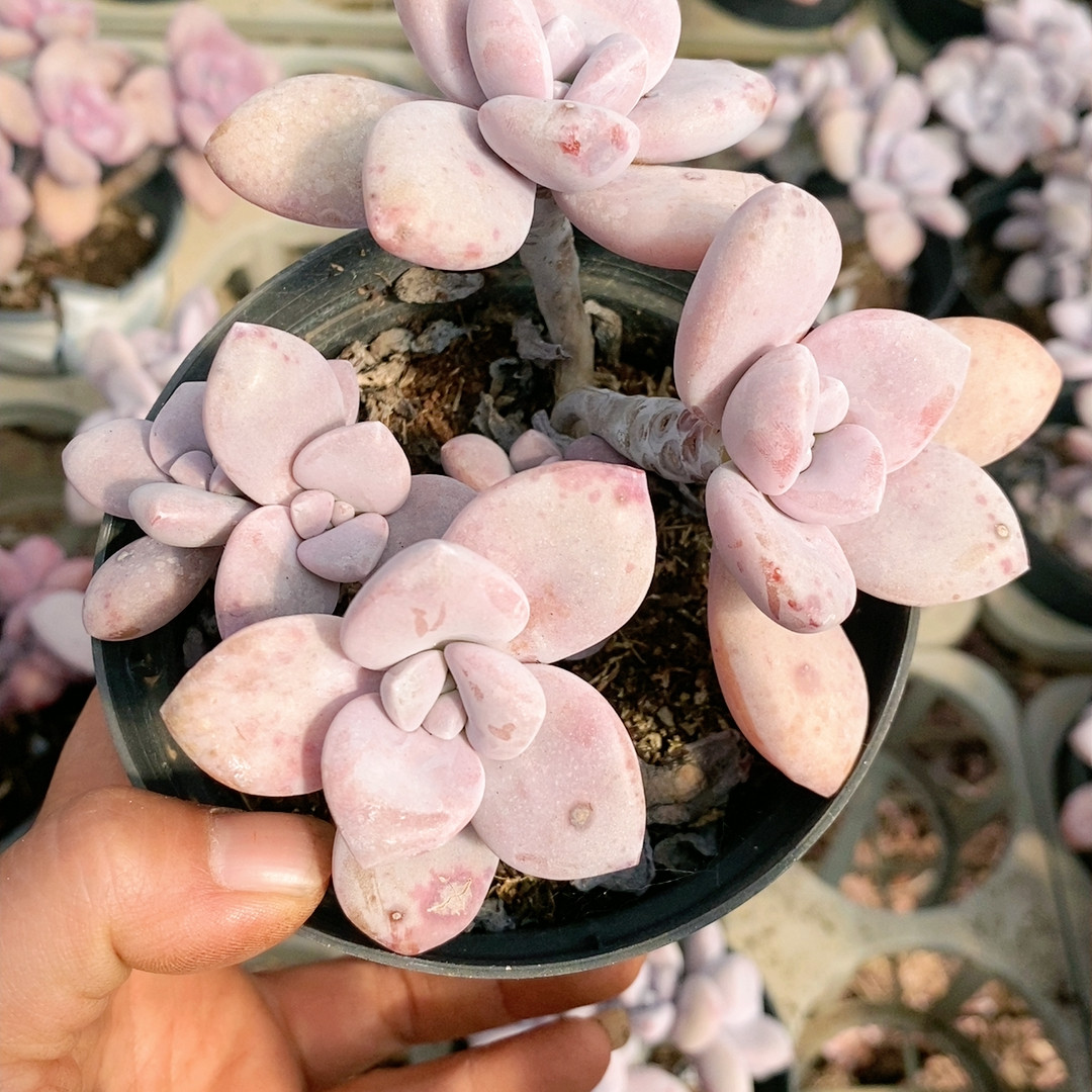 桃霜,鲜花速递/花卉仿真/绿植园艺,多肉植物,淘宝优惠券,粉丝福利购,淘宝优惠卷