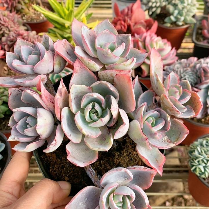 晚霞有砍,鲜花速递/花卉仿真/绿植园艺,多肉植物,淘宝优惠券,粉丝福利购,淘宝优惠卷