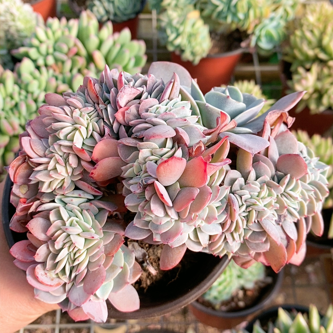 台阁朵缀,鲜花速递/花卉仿真/绿植园艺,多肉植物,淘宝优惠券,粉丝福利购,淘宝优惠卷