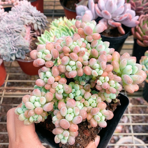 洛可可