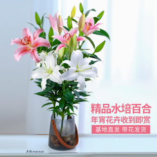 水培植物香水百合花盆栽花束种球带根带花苞室内客厅花卉水养插花