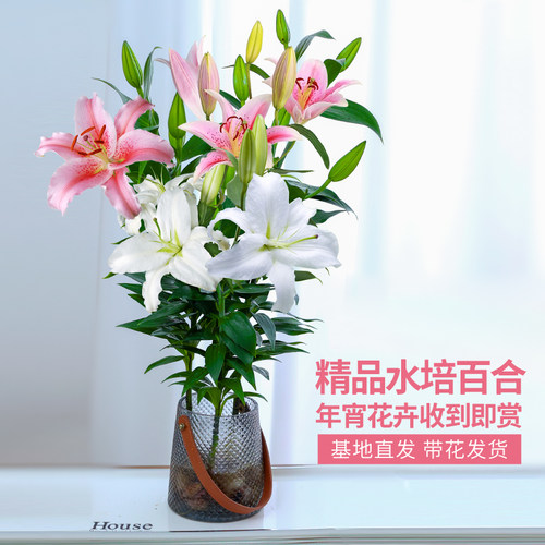 水培植物百合花盆栽花束带花苞