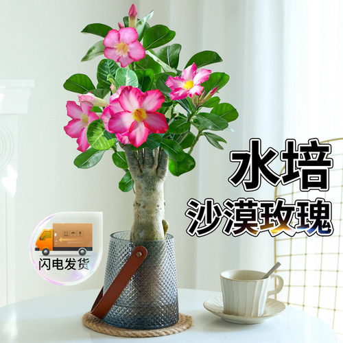 沙漠玫瑰盆栽水培植物花卉小盆景