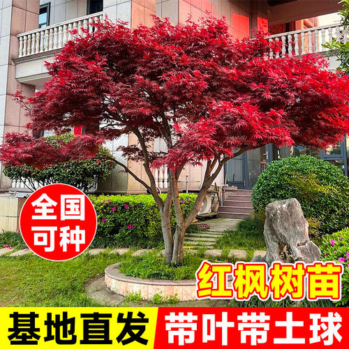 红枫树苗四季日本红枫庭院种植