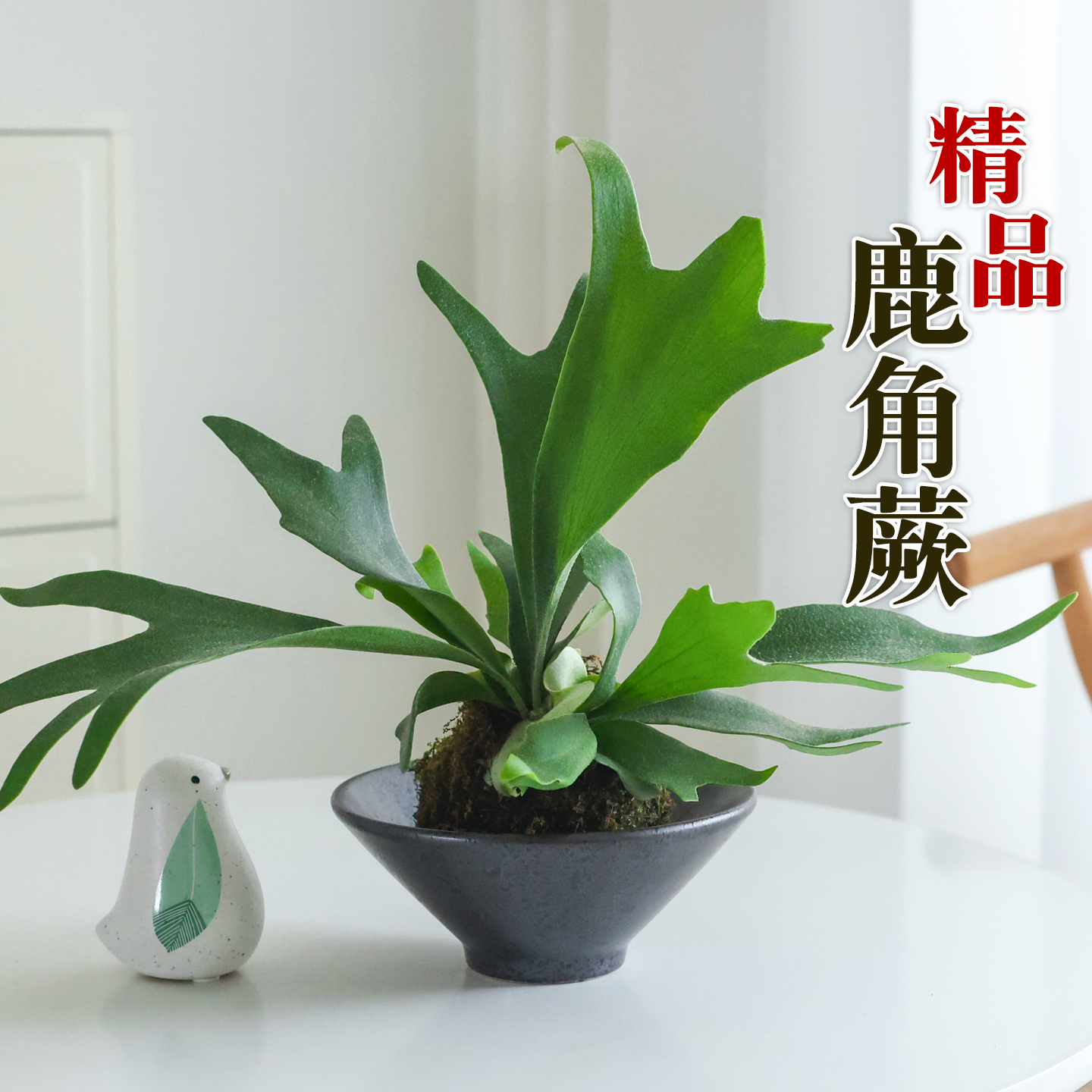 鹿角蕨苔藓球水培植物室内好养活