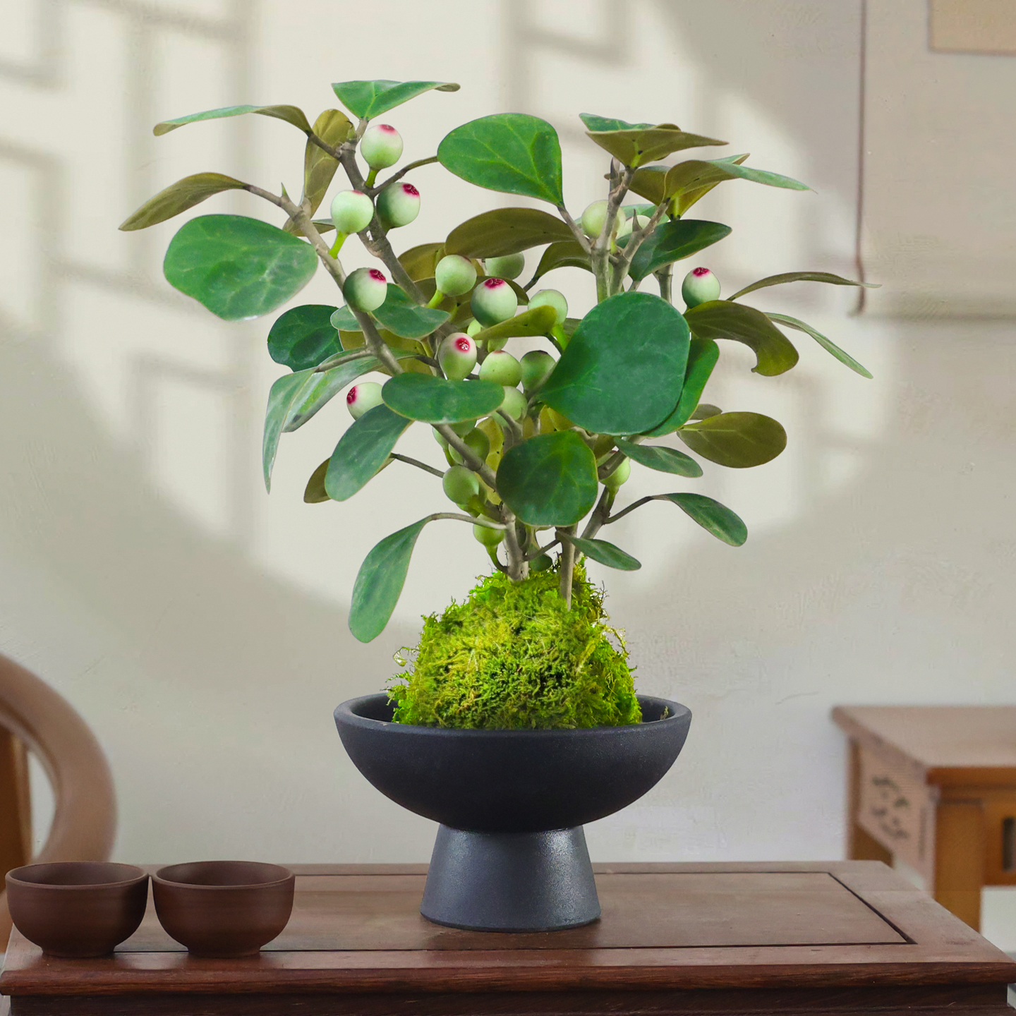 小盼菩提苔藓球室内绿植禅意盆景