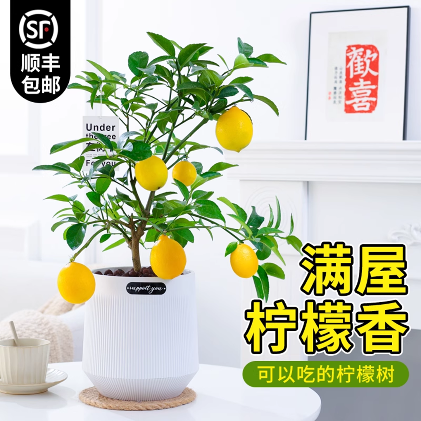 柠檬树带果带花发四季开桌面客厅