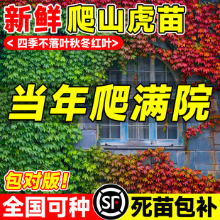 爬山虎爬藤植物爬墙虎苗不落叶树苗四季种子籽庭院爬藤蔓花卉盆栽