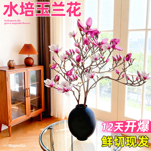 水培玉兰鲜花带花苞鲜切枝家用插花绿植室内水养花卉植物耐寒好养