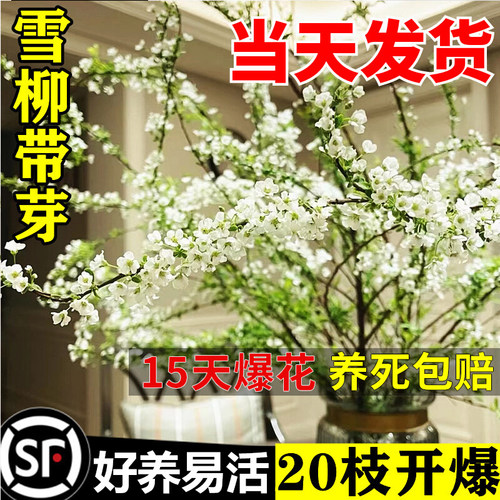 雪柳鲜枝客厅桌面好养活