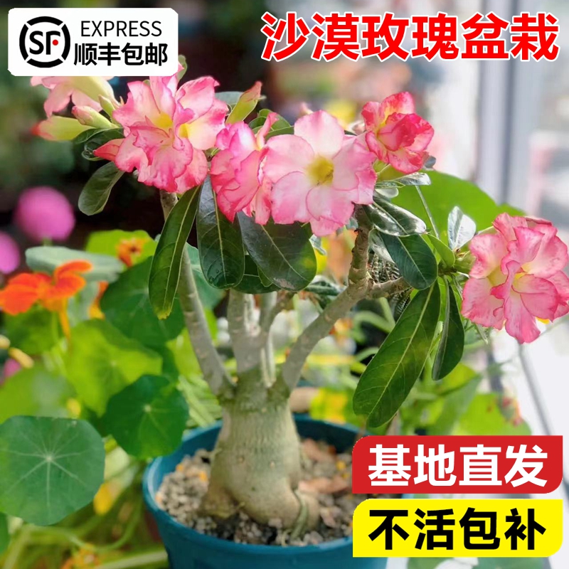 沙漠玫瑰盆栽室内客厅懒人好养