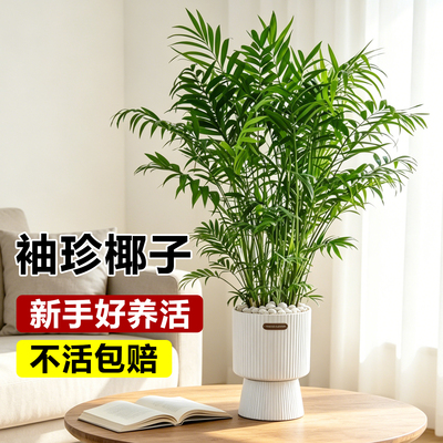 袖珍椰子盆栽净化空气绿植