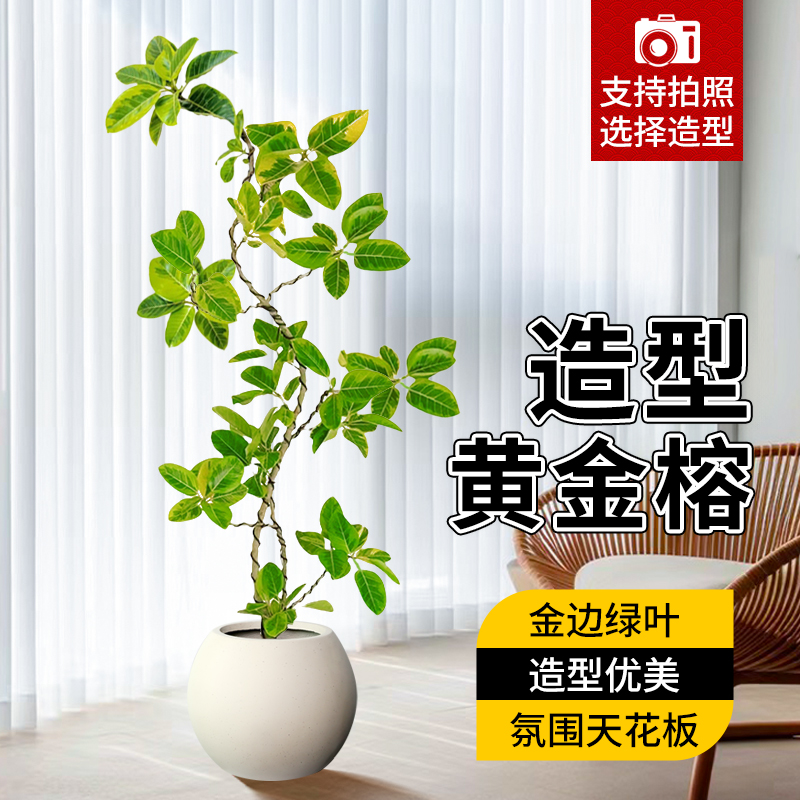 黄金榕盆栽大型绿植好养易活
