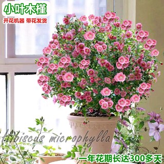 小木槿棒棒糖花苗蓝雪花果汁阳台月季花卉盆栽室内植物阳台带花苞