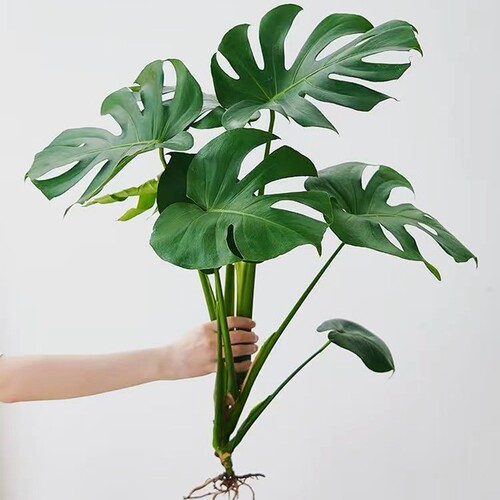 龟背竹室内桌面四季常青水培植物