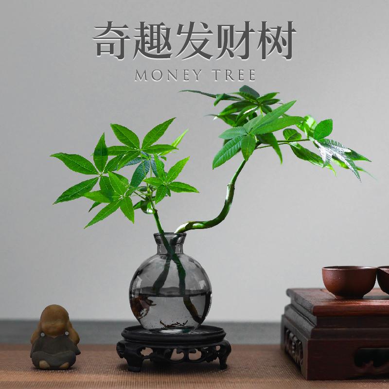 发财树盆栽绿植四季常青