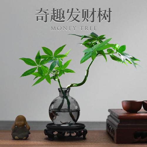 发财树盆栽绿植四季常青