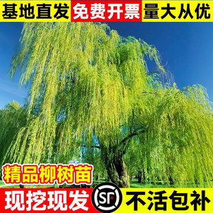 垂柳树苗黄金柳树直柳大树公园风景树工程绿化苗木四季常青好养活