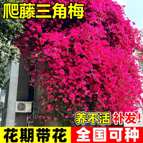三角梅盆栽老桩精品懒人好养开花