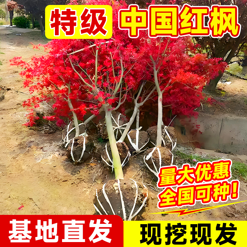 红枫树苗四季日本红枫庭院种植