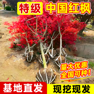 红枫树苗四季日本红枫红舞姬老桩盆景盆栽室外庭院别墅绿化植物苗