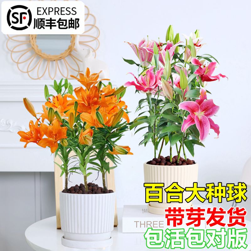 香水百合花种球好养易活四季开花图片