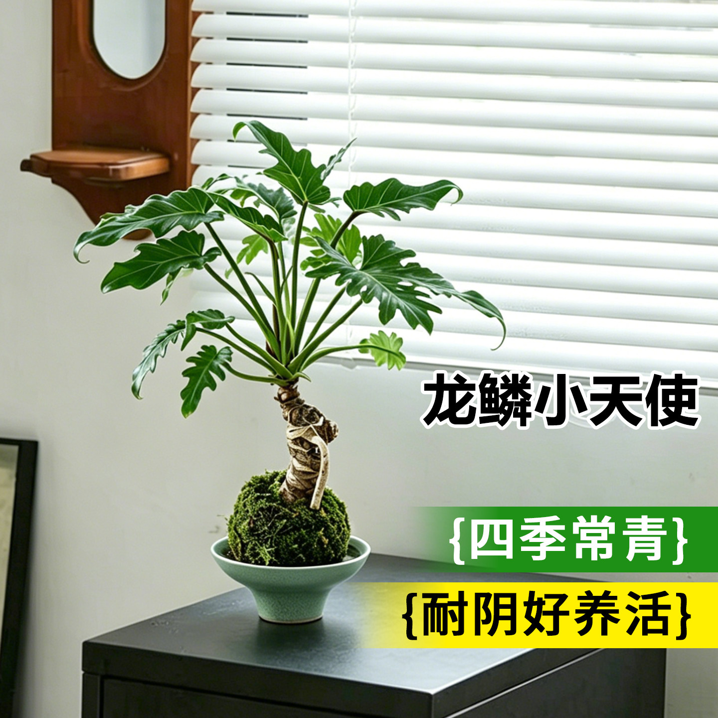 龙鳞春羽小天使苔藓球水培植物盆栽绿植客厅办公桌面盆景四季好养