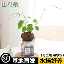 水培植物山乌龟爬藤植物金不换红藤圆叶室内盆栽四季好养懒人绿植
