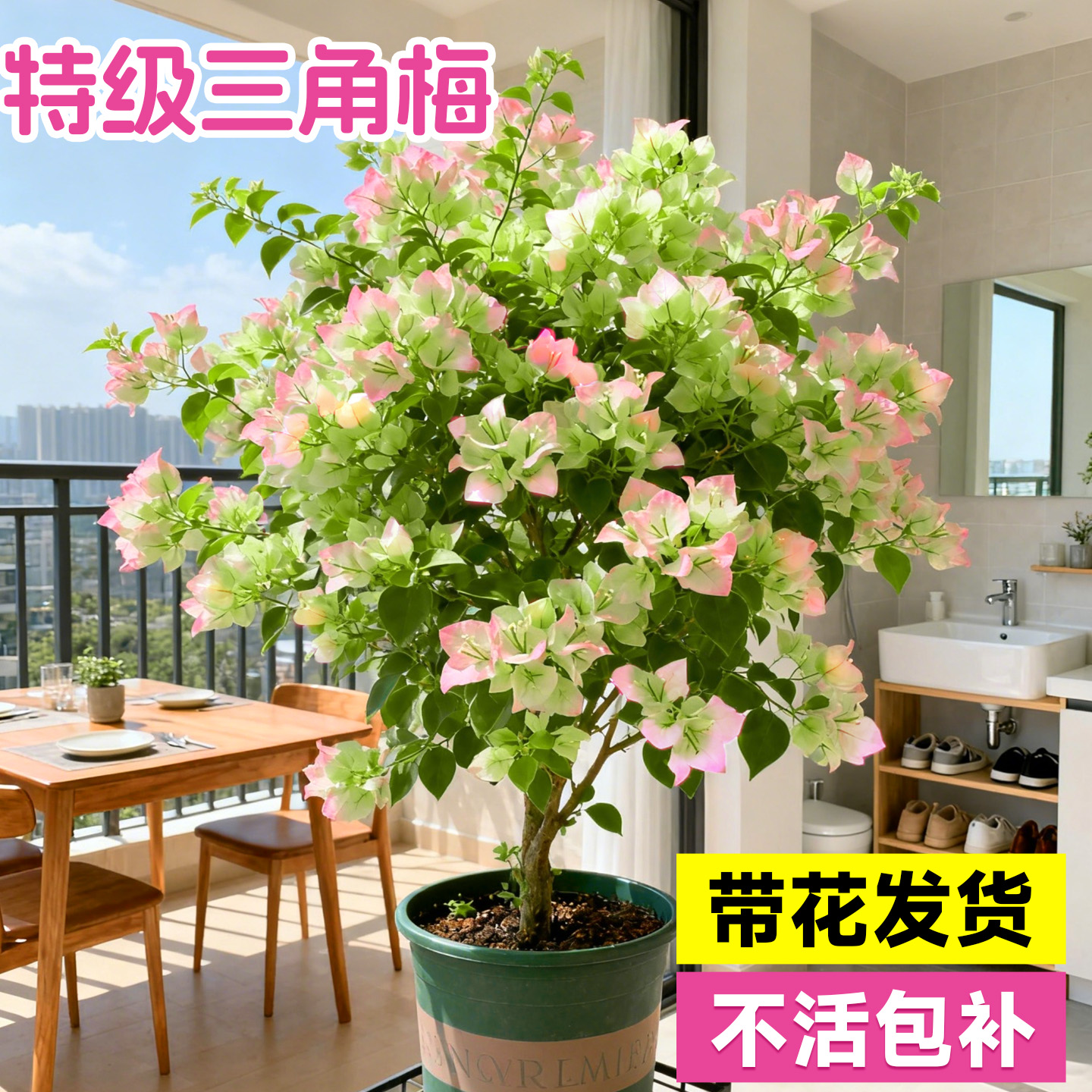 三角梅盆栽老桩精品懒人好养开花