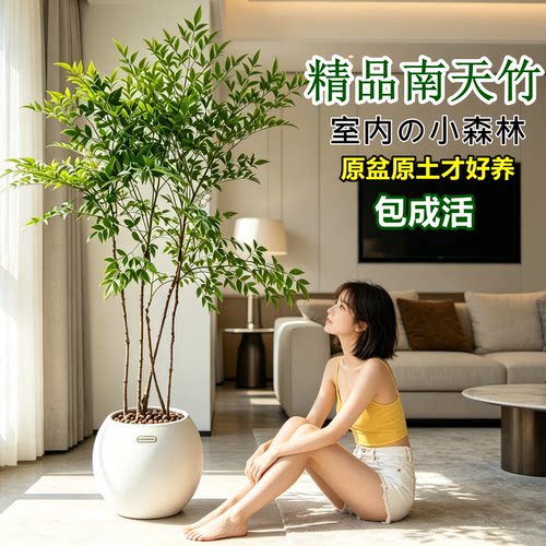 南天竹盆栽客厅绿植大型植物