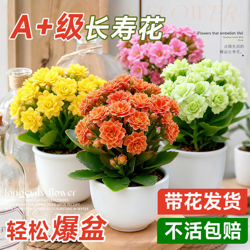 长寿花盆栽好养绿植花卉懒人好养