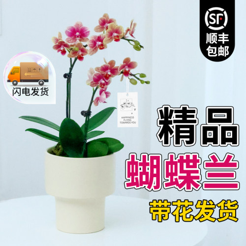 蝴蝶兰组合盆栽带花苞好养易活
