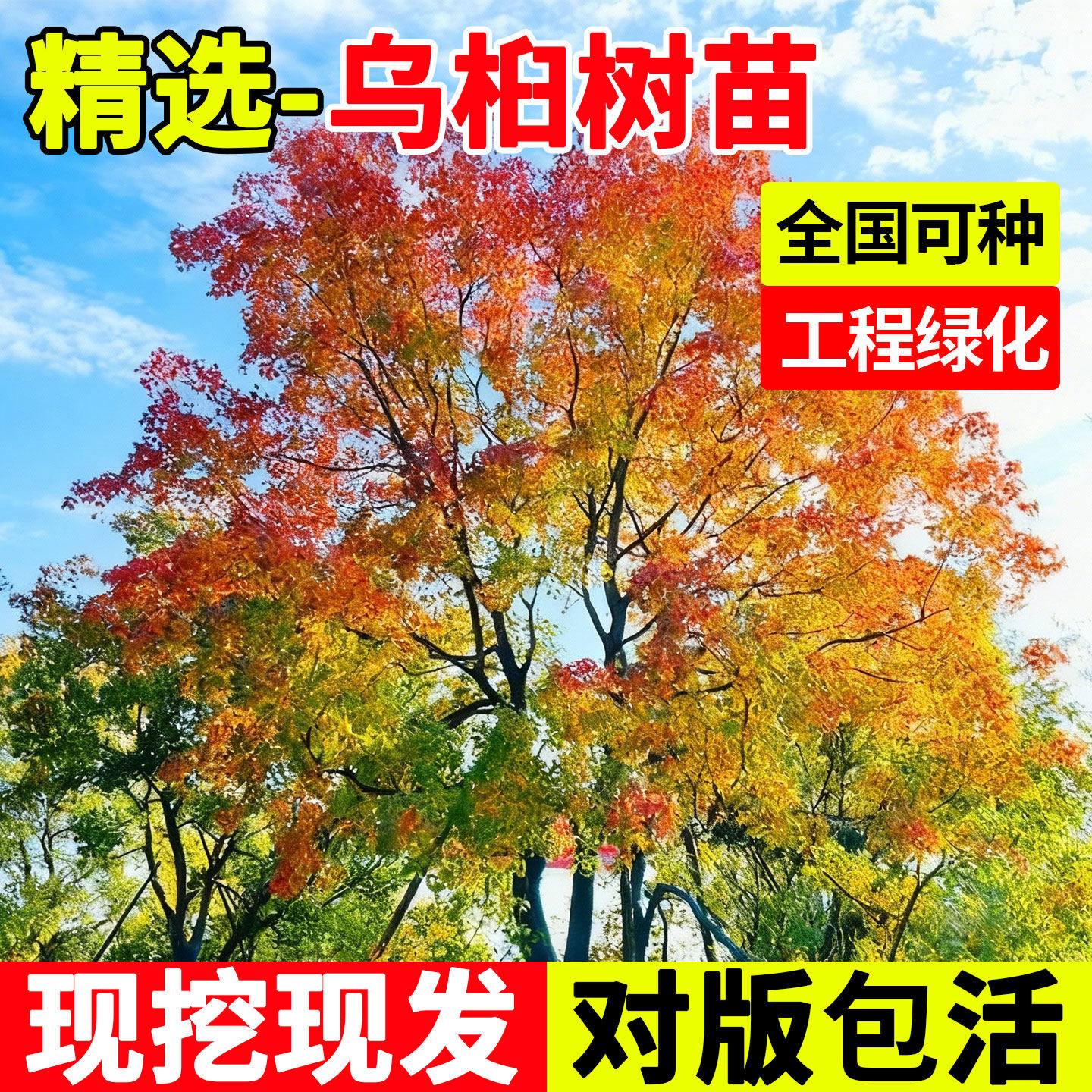 乌桕树大树庭院绿化盆栽老桩红叶