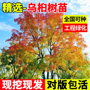 乌桕树大树庭院绿化盆栽老桩红叶丛生苗别墅大型风景树南北方种植