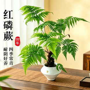 红磷蕨植物盆栽室内禅意网红蕨类盆景室内桌面绿植观叶植物一叶蕨
