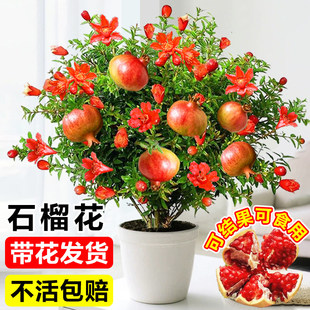 石榴盆栽老桩带果观赏树苗室内外阳台庭院多季开花可食用盆景植物