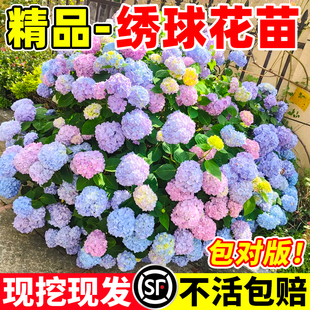 绣球花苗植物无尽夏开花好养的花开花不断盆栽花卉植物室内易养活