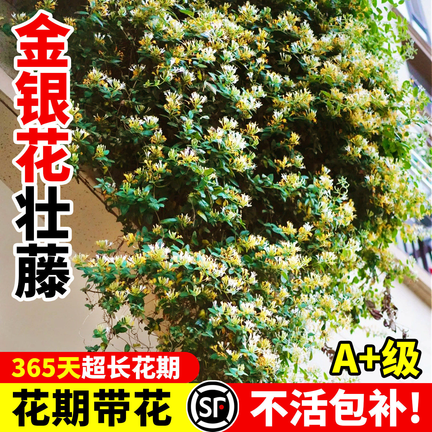 金银花树苗可食用药红色五彩老桩浓香型花卉盆栽阳台庭院爬藤植物