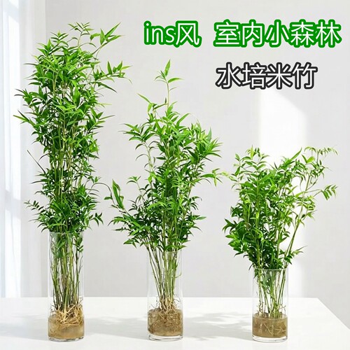 水培植物米竹盆栽四季常青好养